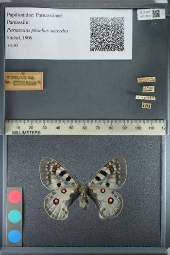 Media type: image;   Entomology 174341